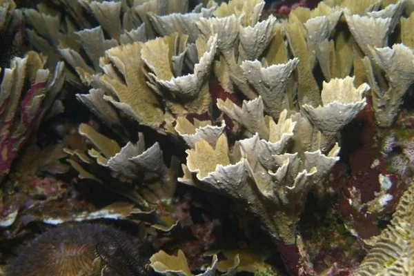 马术场地障碍世界杯中国骑手参赛与德国选手实力分析与前景展望